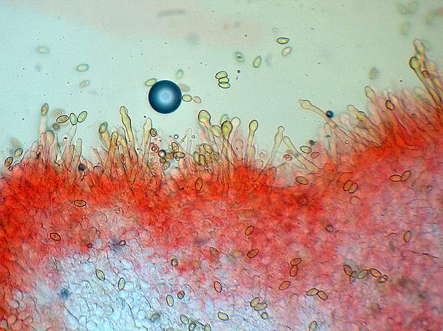 Galerina spec. Cod.: 0947-07
